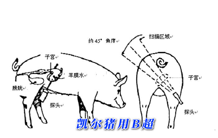 便攜式豬用B超檢查測量位置圖