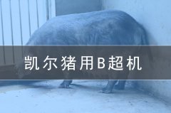 獸用b超機(jī)會(huì)給養(yǎng)豬場(chǎng)帶來(lái)哪些效益？